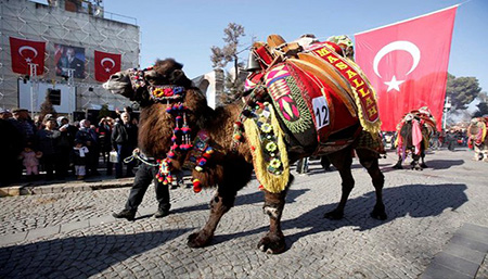 جشنواره سنتی کشتی شترها, عکس های جشنواره کشتی شترها, کشتی شترها در ترکیه