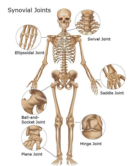 مفاصل بدن,تقسیم بندی مفاصل بدن از لحاظ نوع,مفاصل سینوویال
