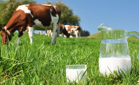 خواص شیر بز با شیر گاو,خواص شیر گاو با شیر بز