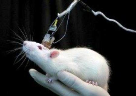 موی بدن موش ,اخبار علمی ,خبرهای علمی 